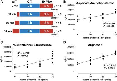 Prolonged warm ischemia time increases mitogen-activated protein kinase activity and decreases perfusate cytokine levels in ex vivo rat liver machine perfusion